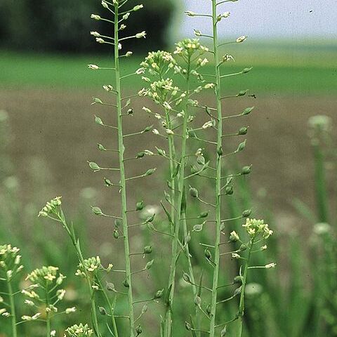 Camelina unspecified picture