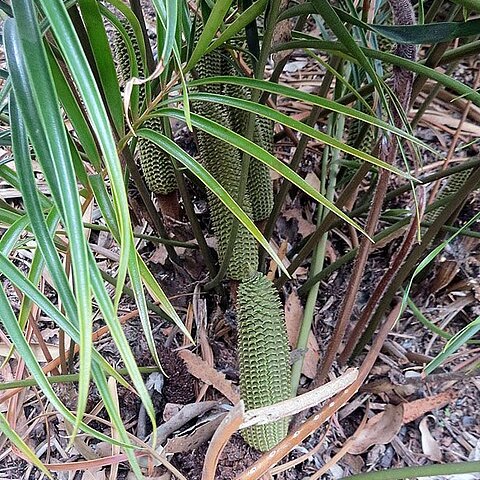 Ceratozamia kuesteriana unspecified picture