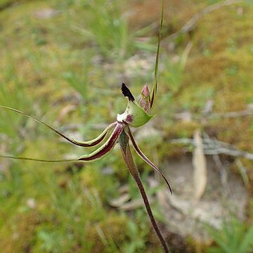 Caladenia exstans unspecified picture