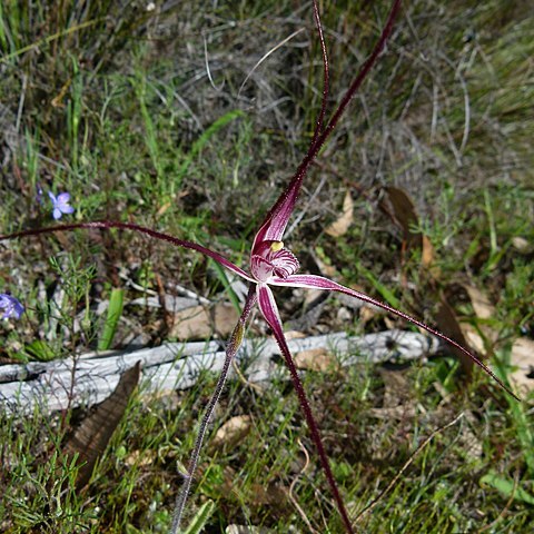 Caladenia erythronema unspecified picture