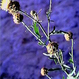 Centaurea tauromenitana unspecified picture