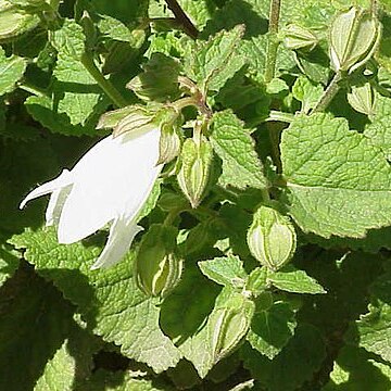 Campanula peregrina unspecified picture