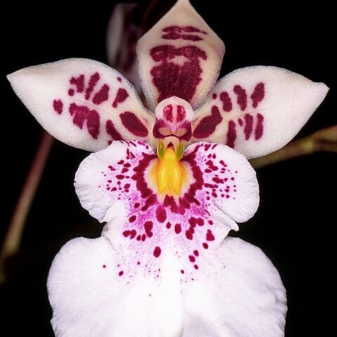 Caucaea phalaenopsis unspecified picture