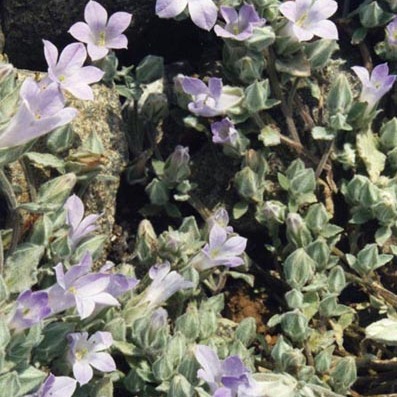 Campanula rupestris unspecified picture