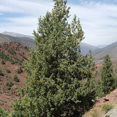 Cupressus atlantica unspecified picture