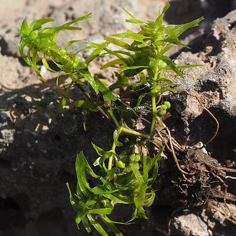 Callitriche truncata unspecified picture