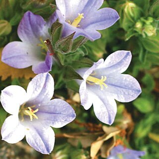 Campanula aktascii unspecified picture