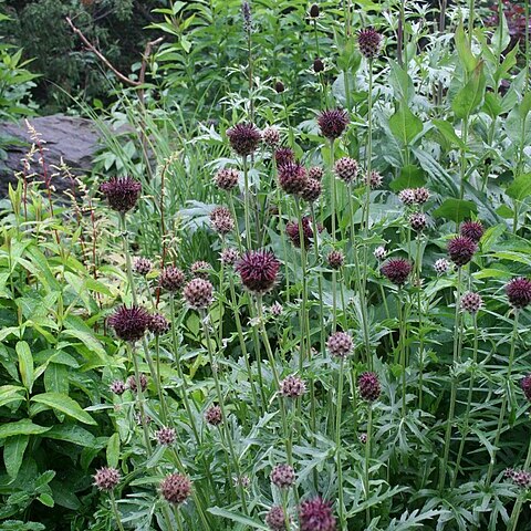 Centaurea kotschyana unspecified picture