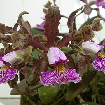 Cattleya schilleriana unspecified picture