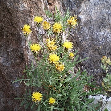 Centaurea kunkelii unspecified picture