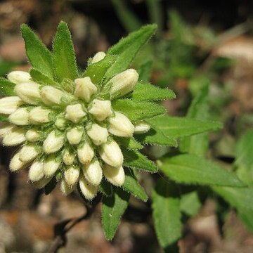 Campanula petraea unspecified picture