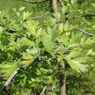 Crataegus microphylla unspecified picture