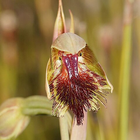 Calochilus herbaceus unspecified picture