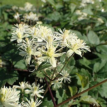 Clematis brevicaudata unspecified picture