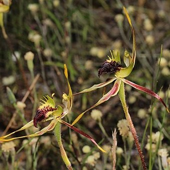 Caladenia septuosa unspecified picture