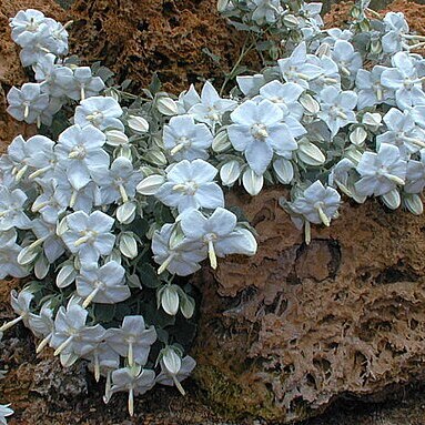 Campanula troegerae unspecified picture