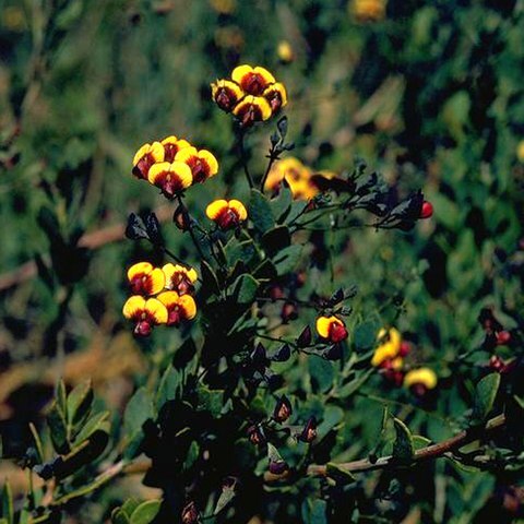 Daviesia pedunculata unspecified picture