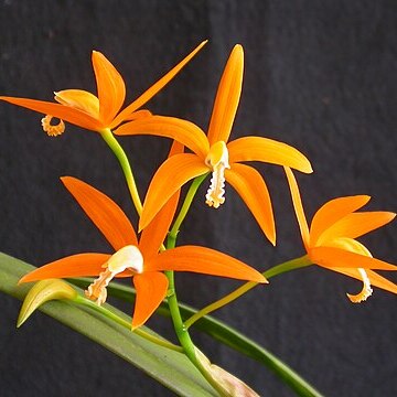 Cattleya harpophylla unspecified picture