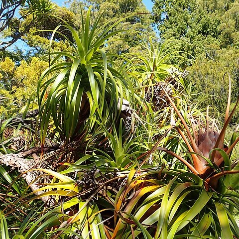 Dracophyllum unspecified picture