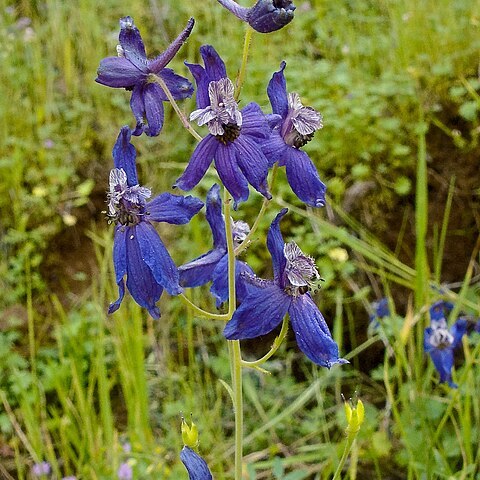 Delphinium hesperium unspecified picture