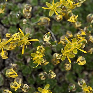 Draba stenopetala unspecified picture