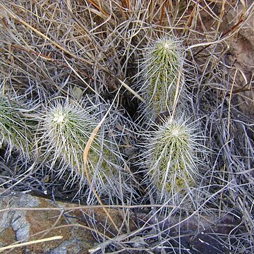 Echinocereus schereri unspecified picture