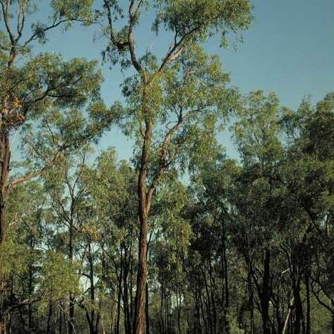 Eucalyptus tenuipes unspecified picture