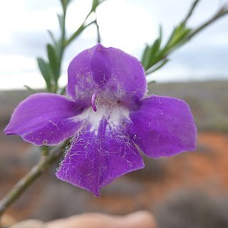 Eremophila attenuata unspecified picture