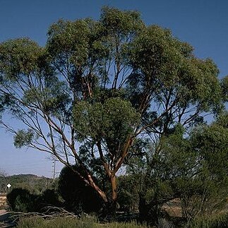 Eucalyptus sargentii unspecified picture