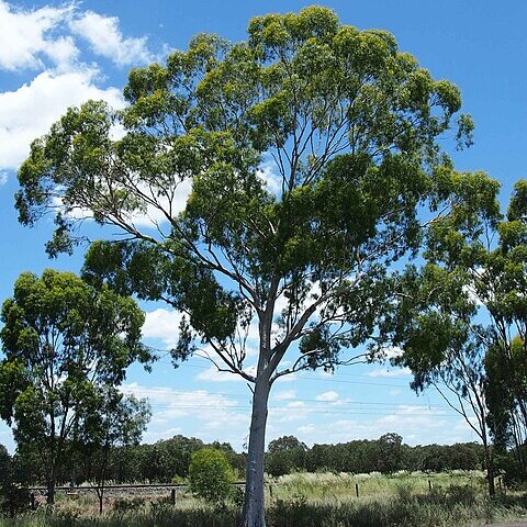 Eucalyptus thozetiana unspecified picture