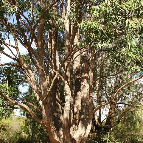 Eucalyptus cloeziana unspecified picture