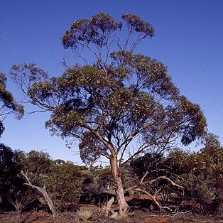 Eucalyptus yilgarnensis unspecified picture