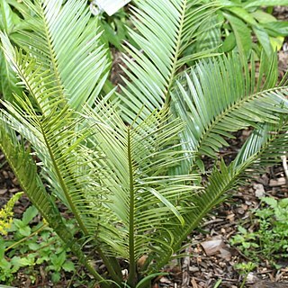 Encephalartos cerinus unspecified picture