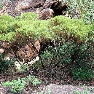 Eucalyptus insularis unspecified picture