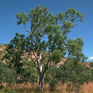 Eucalyptus houseana unspecified picture