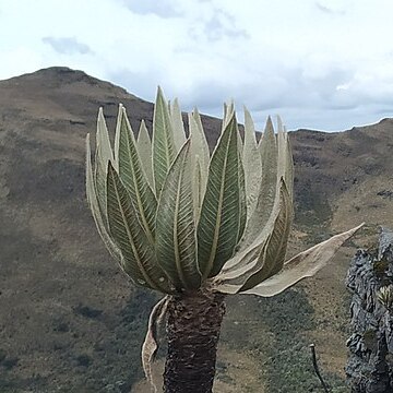 Espeletia cachaluensis unspecified picture