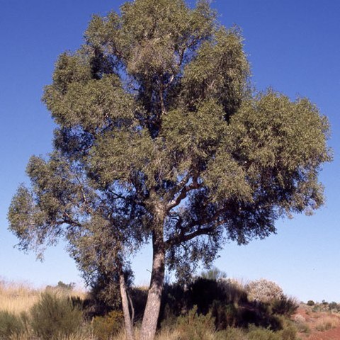 Corymbia chippendalei unspecified picture