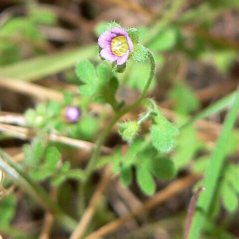 Eucrypta micrantha unspecified picture