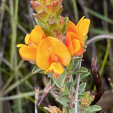 Pultenaea tuberculata unspecified picture