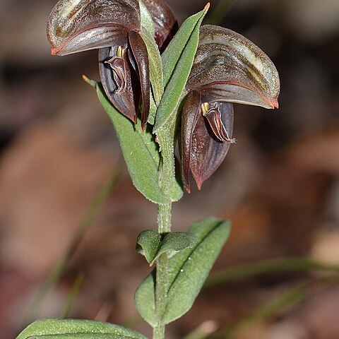 Pterostylis concava unspecified picture