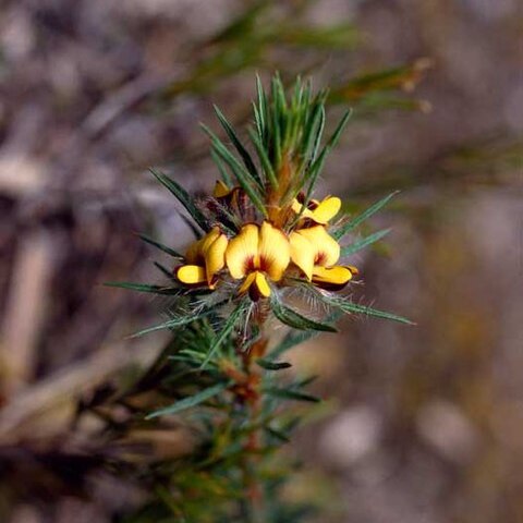 Pultenaea penna unspecified picture