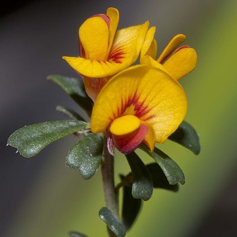 Pultenaea retusa unspecified picture