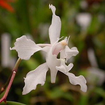 Papilionanthe unspecified picture