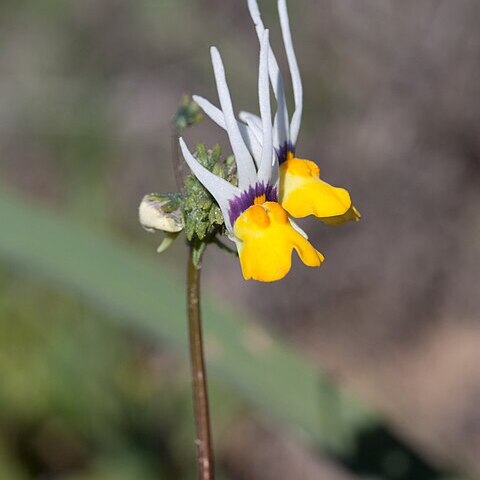 Nemesia cheiranthus unspecified picture