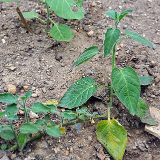 Solanum trisectum unspecified picture