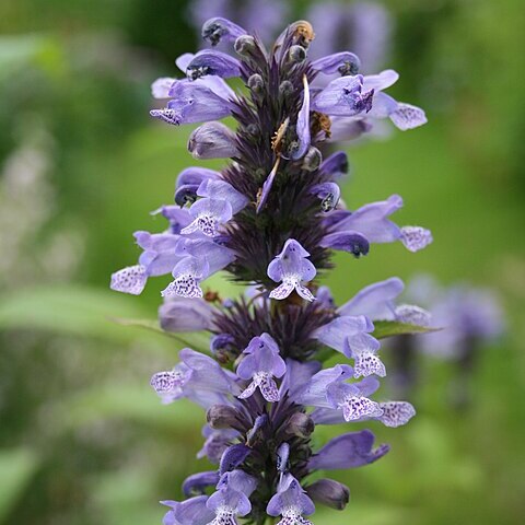 Nepeta manchuriensis unspecified picture