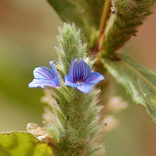 Neuracanthus unspecified picture