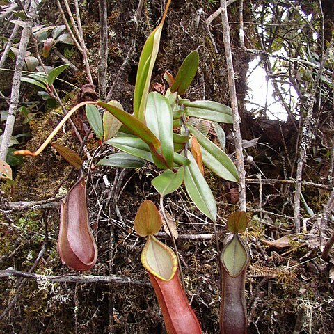 Nepenthes tentaculata unspecified picture