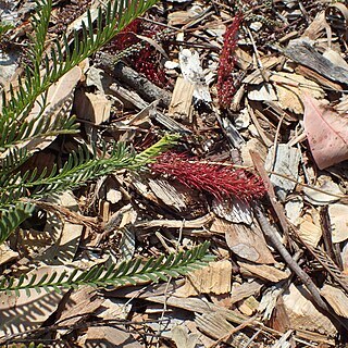 Grevillea dryandroides unspecified picture