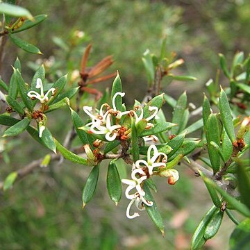 Grevillea australis unspecified picture